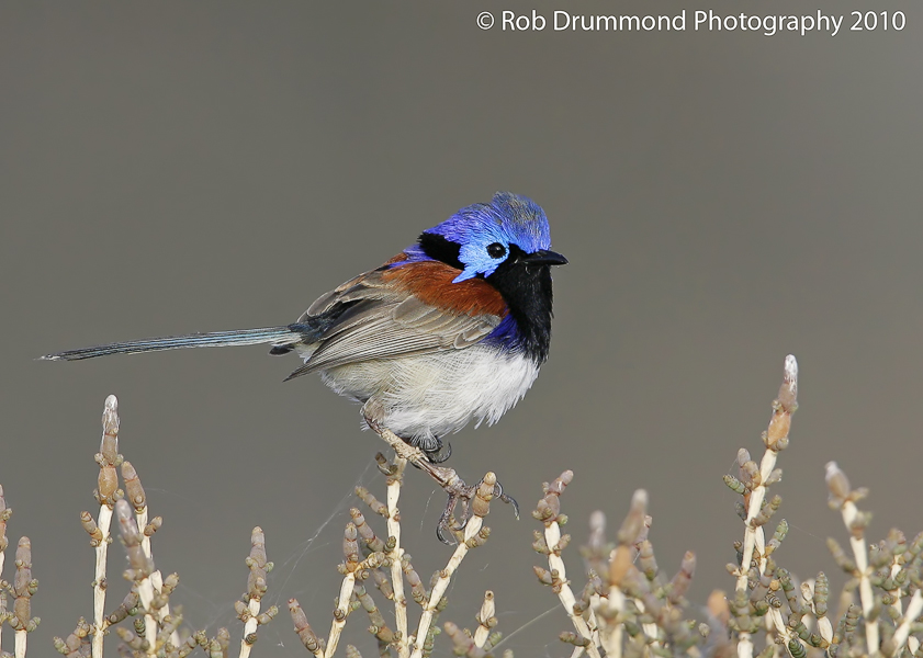 Variegated Fairy-wren