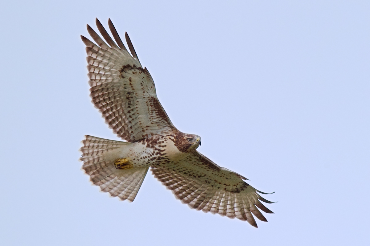 red tailed hawk in flight