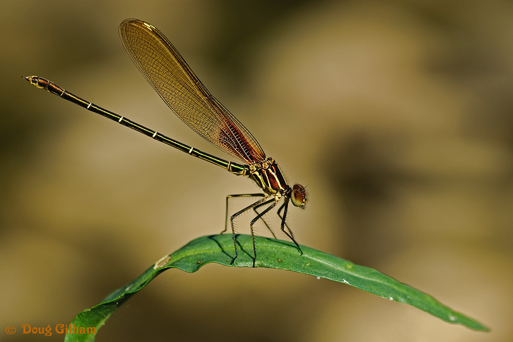 Rubyspot Damselfly
