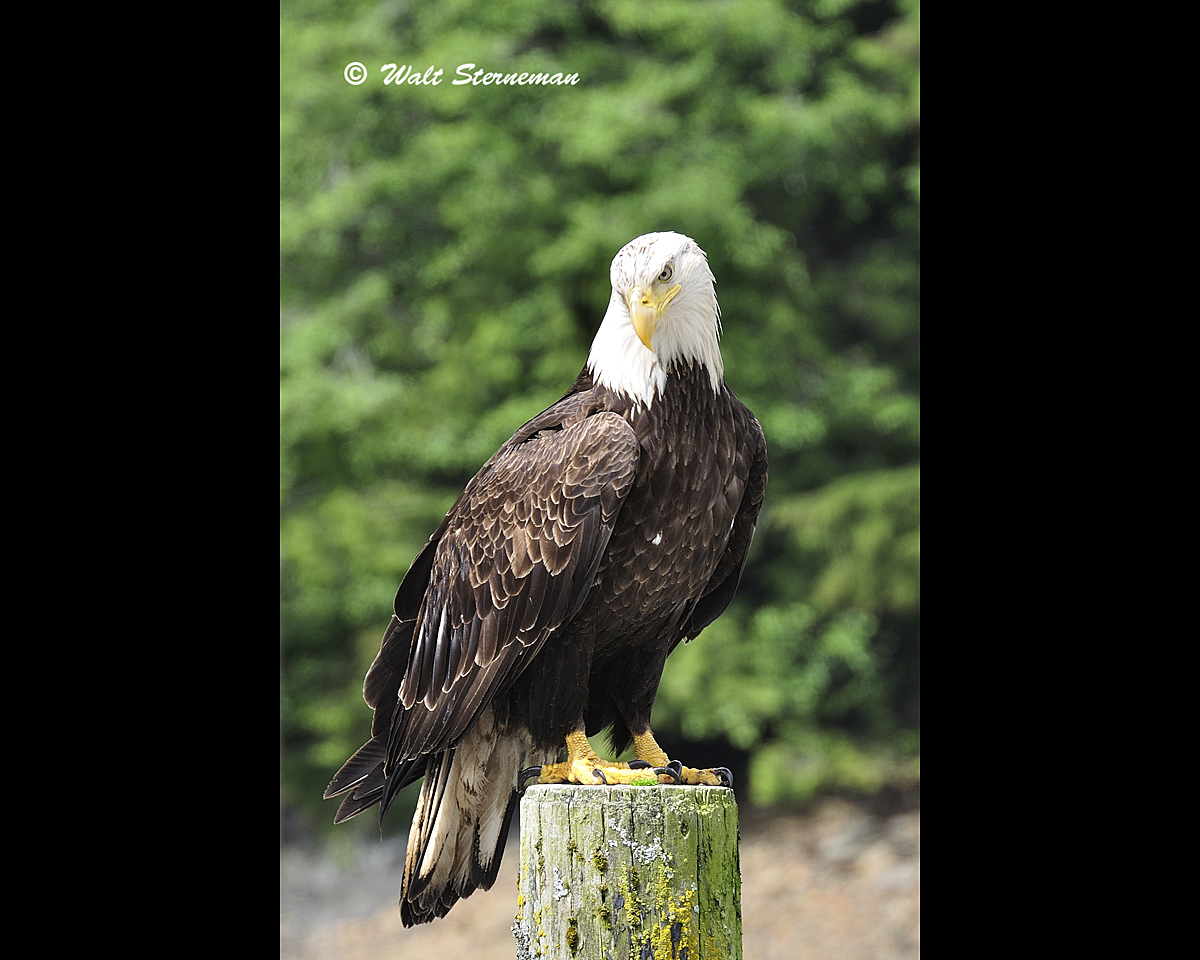 Bald Eagle