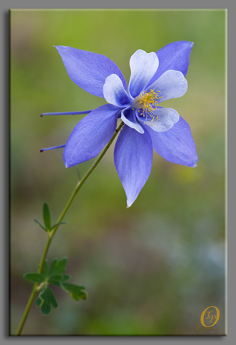 Columbine Portrait