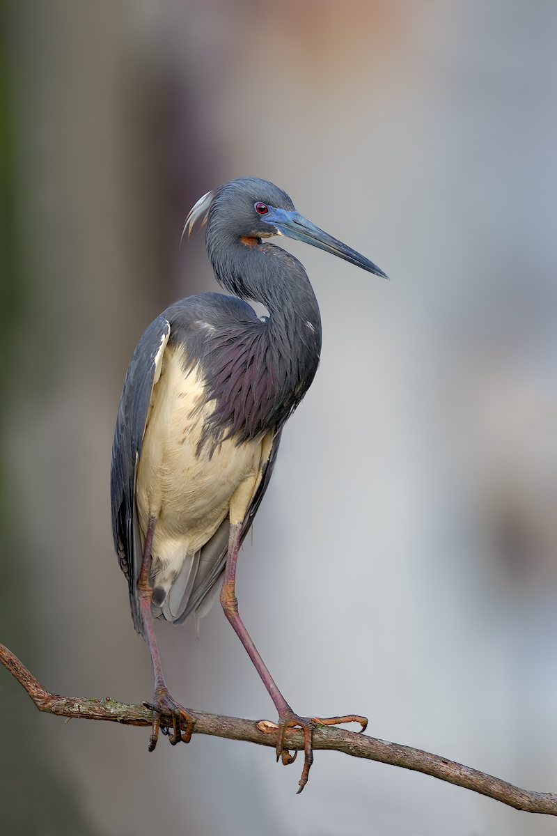 Tri-colored Heron
