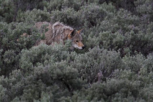 Coyote Hunting