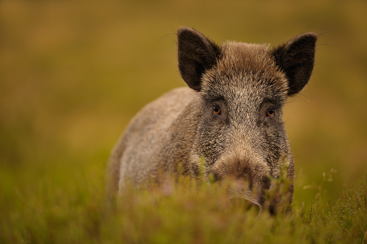 Wild boar up close