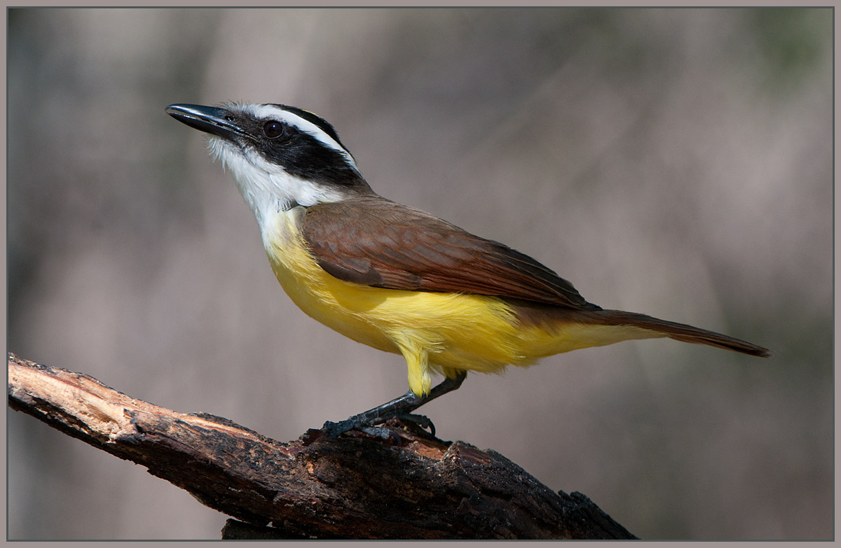 Great Kiskadee
