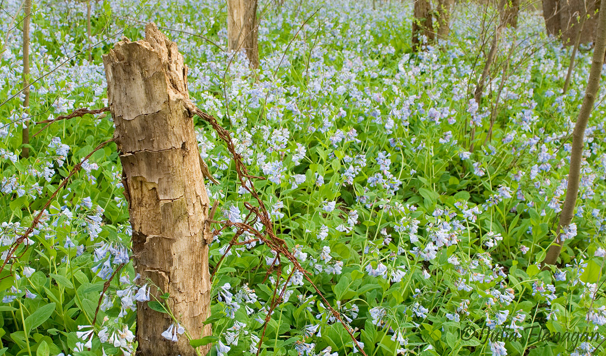 Bluebells Victorious