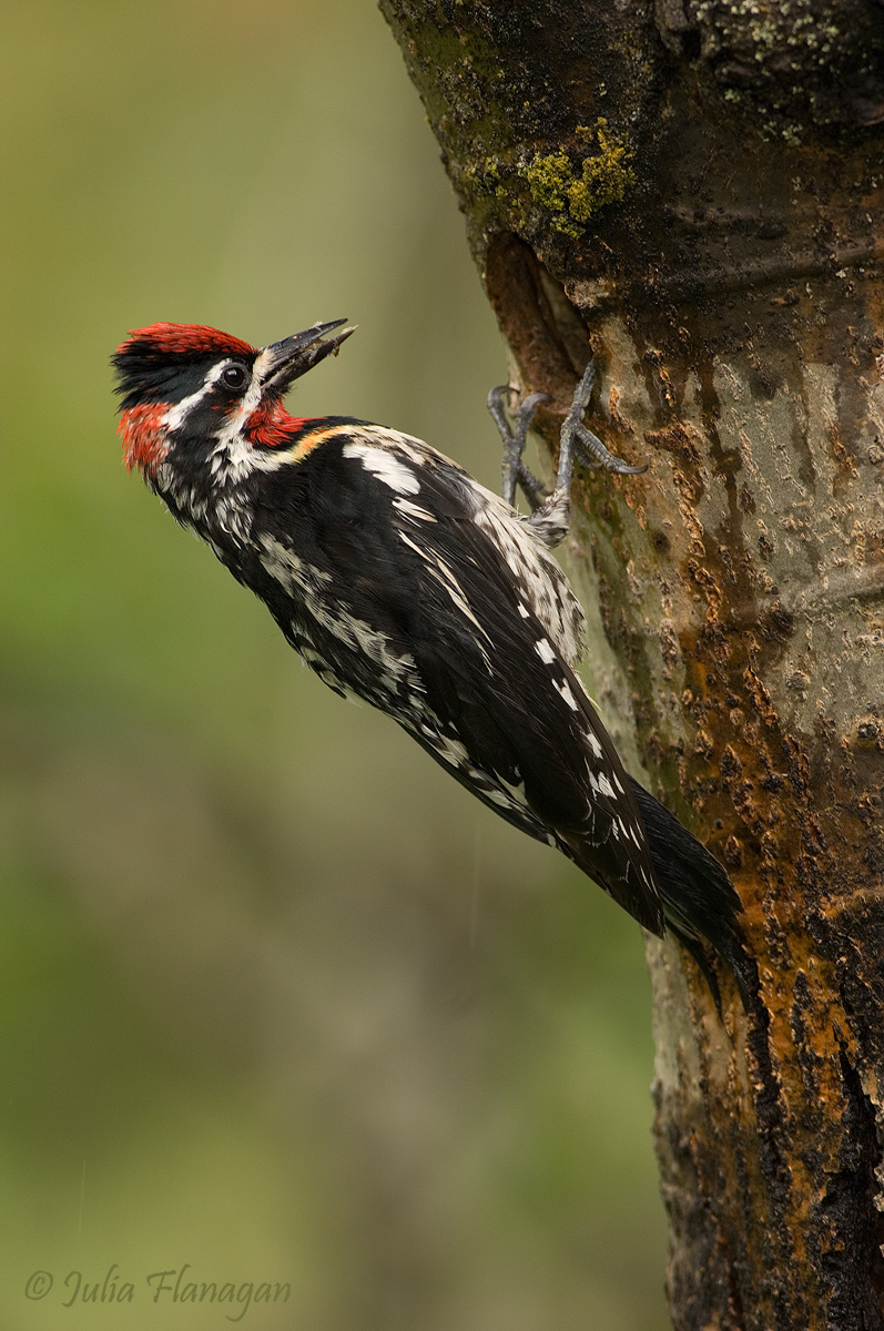 Red-naped Sapsucker Male
