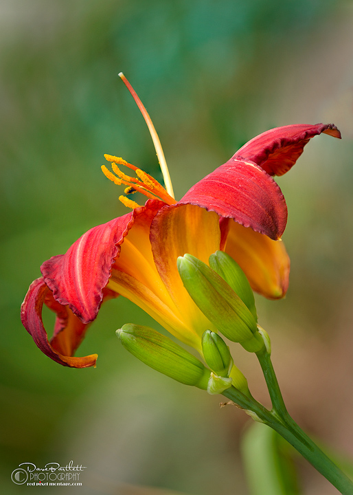 Red Day Lily