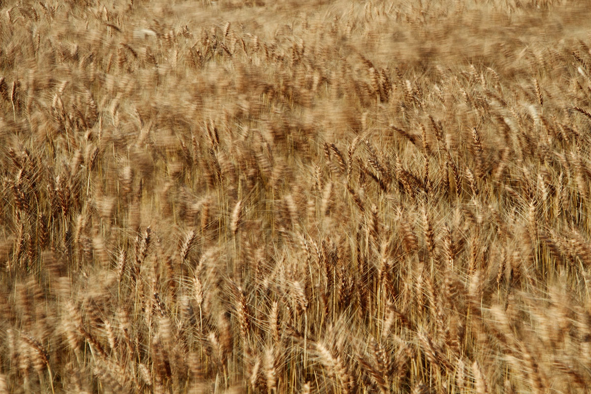 WC -442 Kansas Wheat