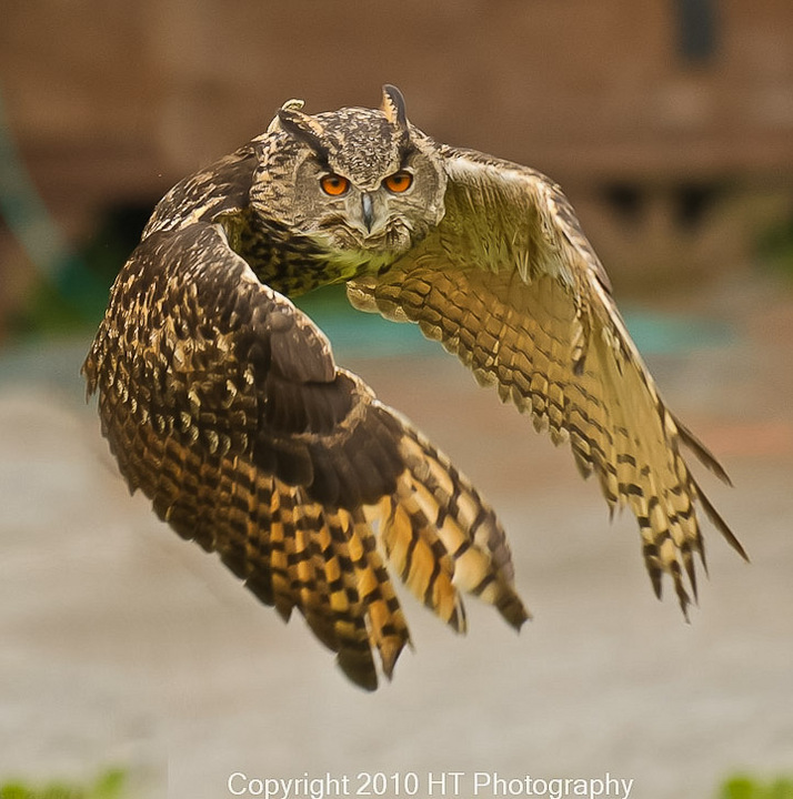 Eurasion Eagle Owl 