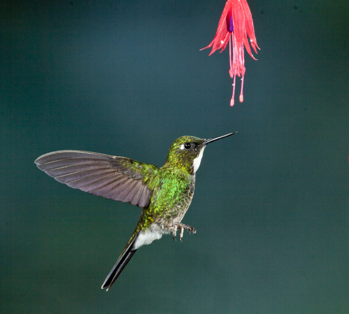 hummer