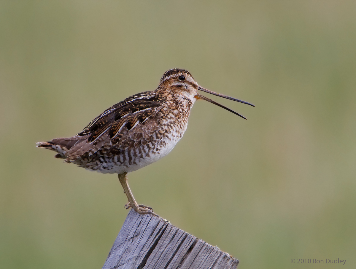 Wilson's Snipe