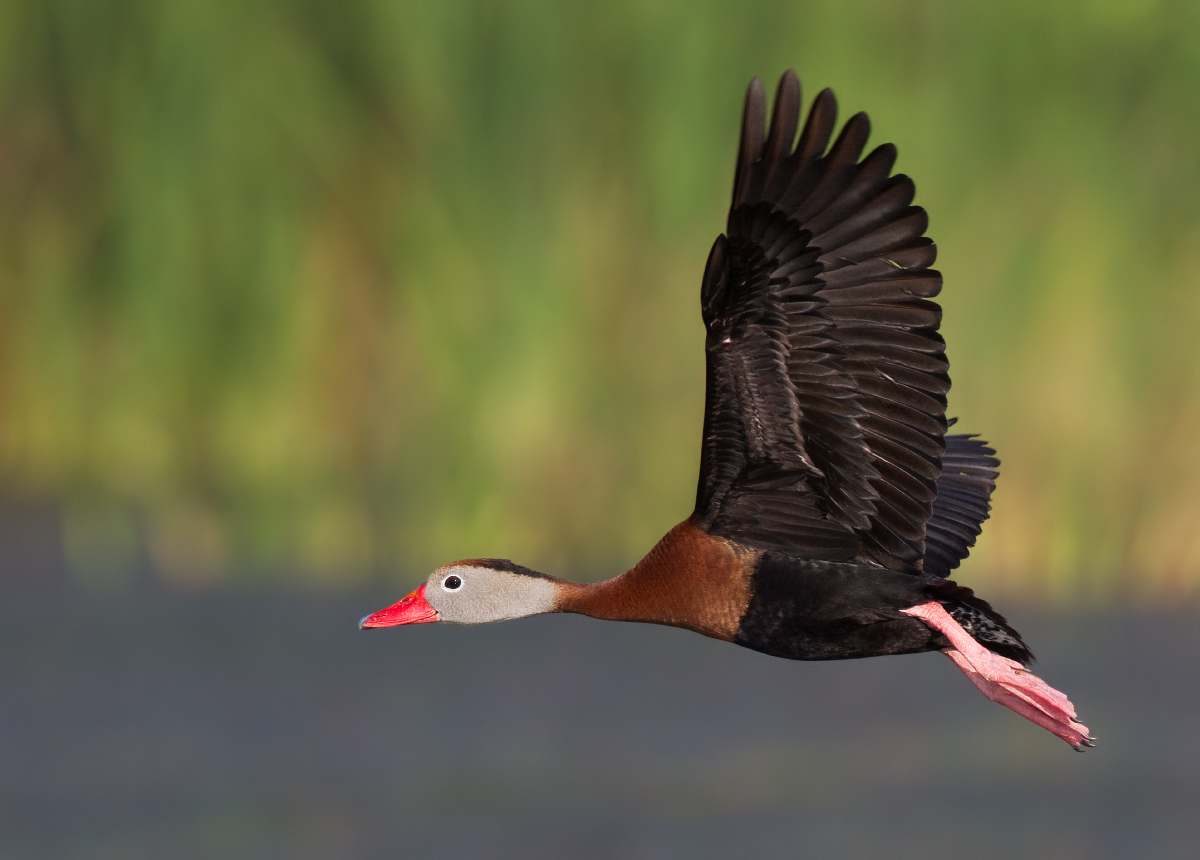 Black bellied WD