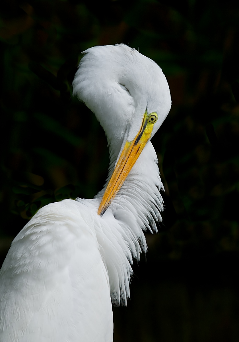 Preening