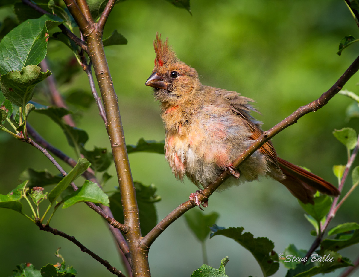 Cardinal +Repost