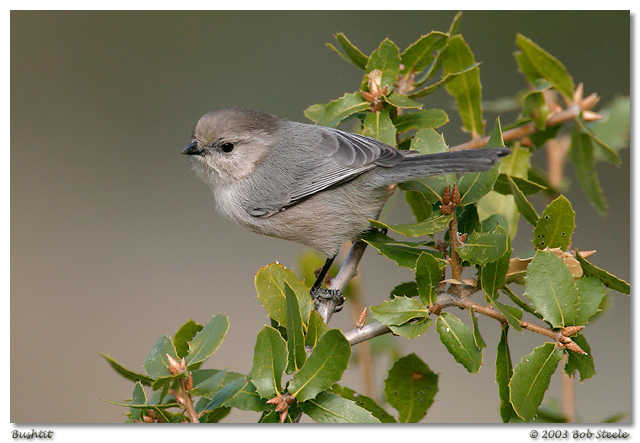 Bushtit