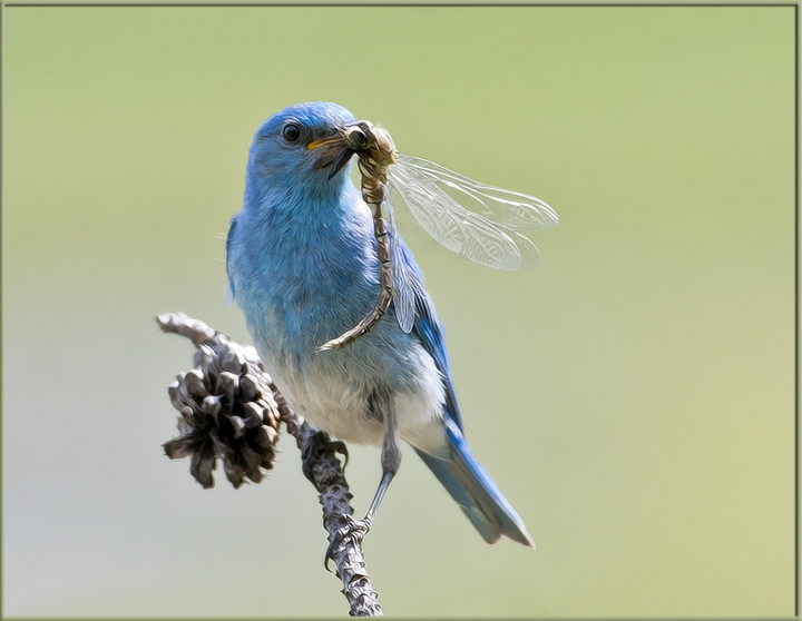 Bluebird w/ Prey+original