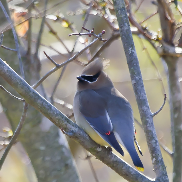Cedar Waxwing 