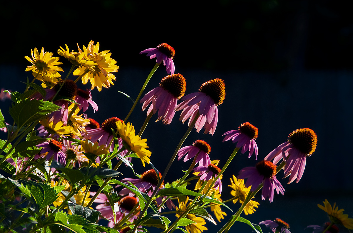 Greeting the Sun