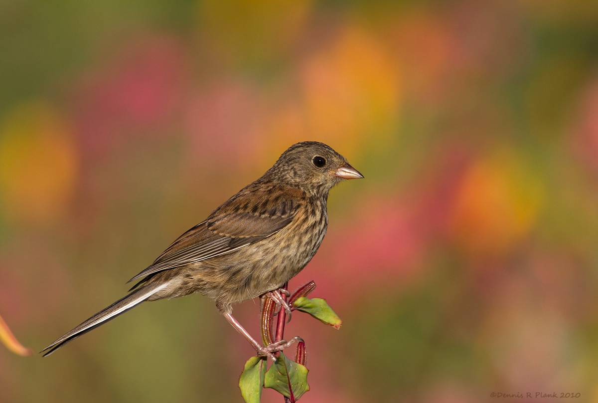 Oregon Junco & Repost