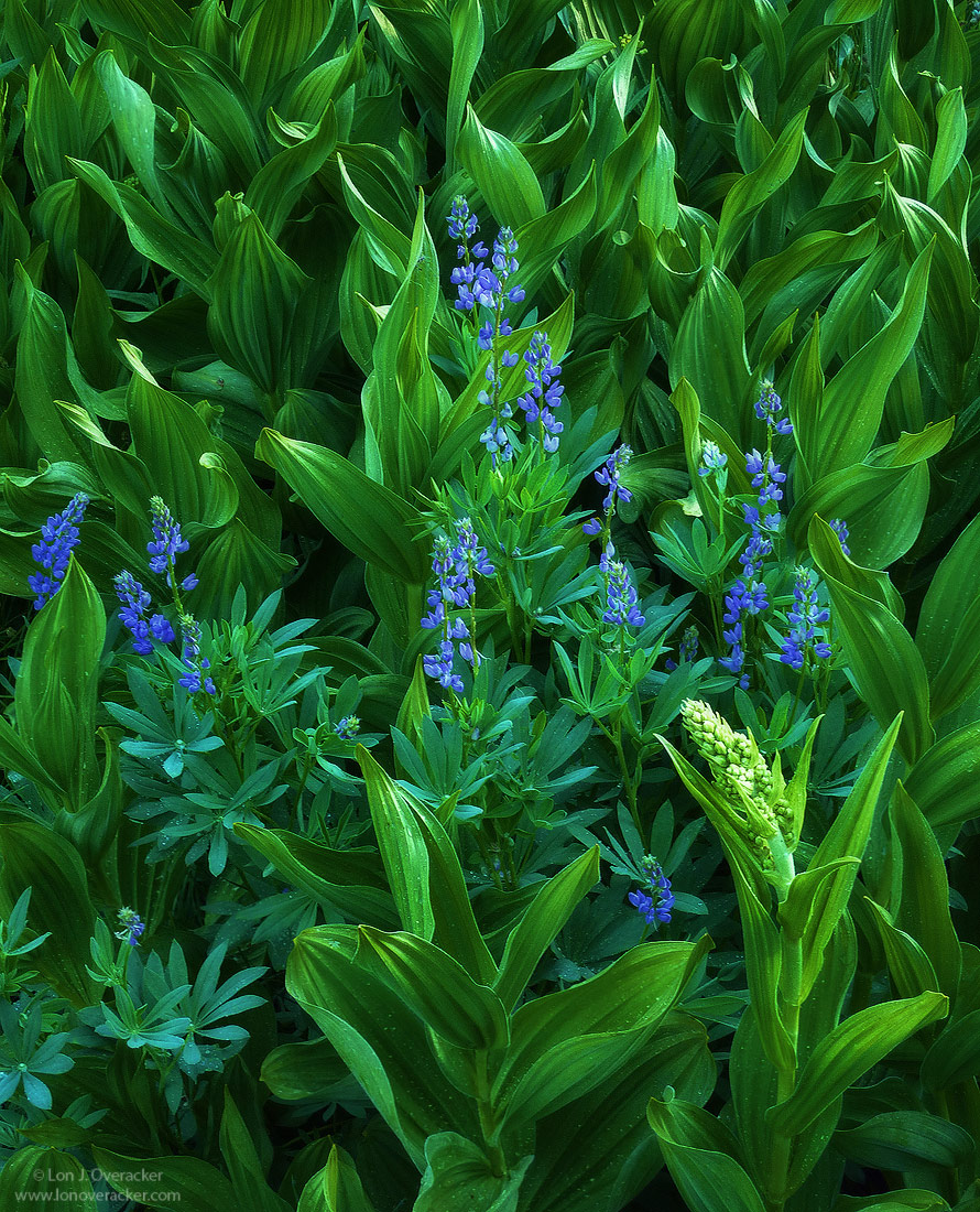 Lupine and  Corn Lily