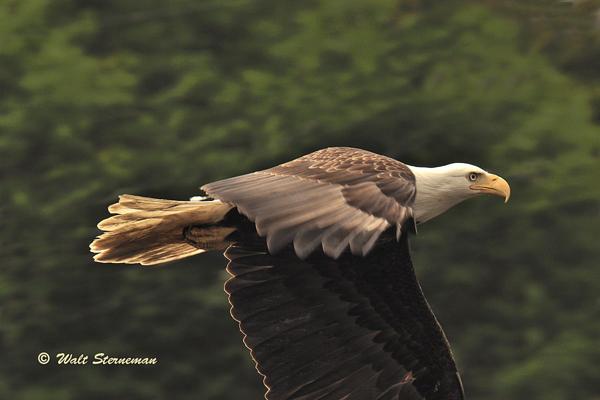 Taking Flight