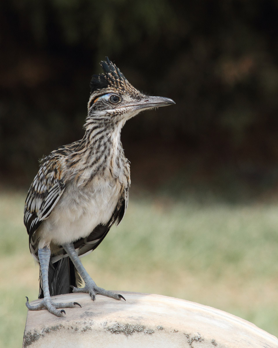 Roadrunner juvenile