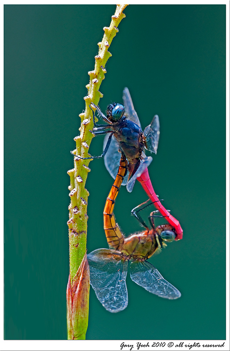 Mating Dragonflies