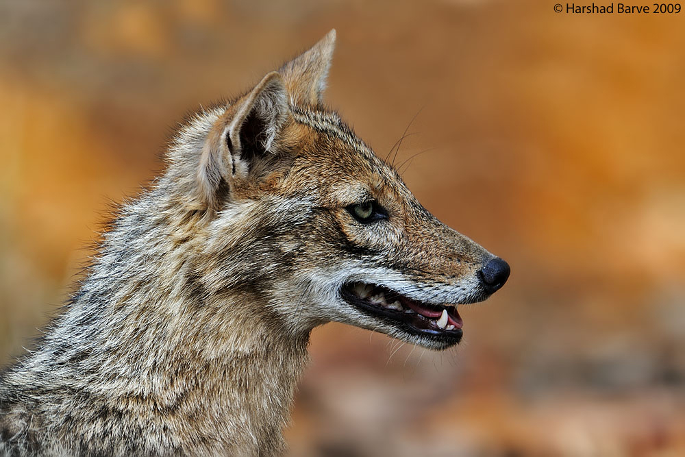 Golden Jackal 