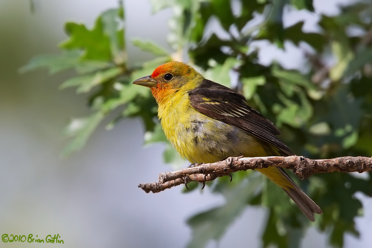 Western Tanager 
