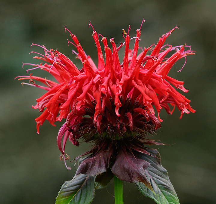 Punk Flower