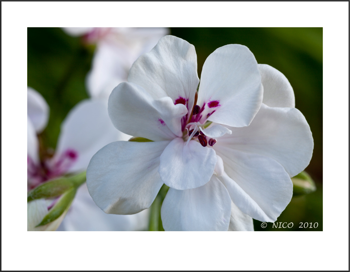 White Geranium