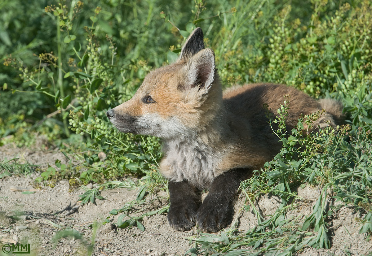 Fox kit