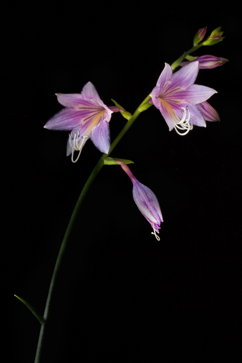 Hosta ll