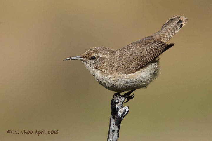 Rock Wren