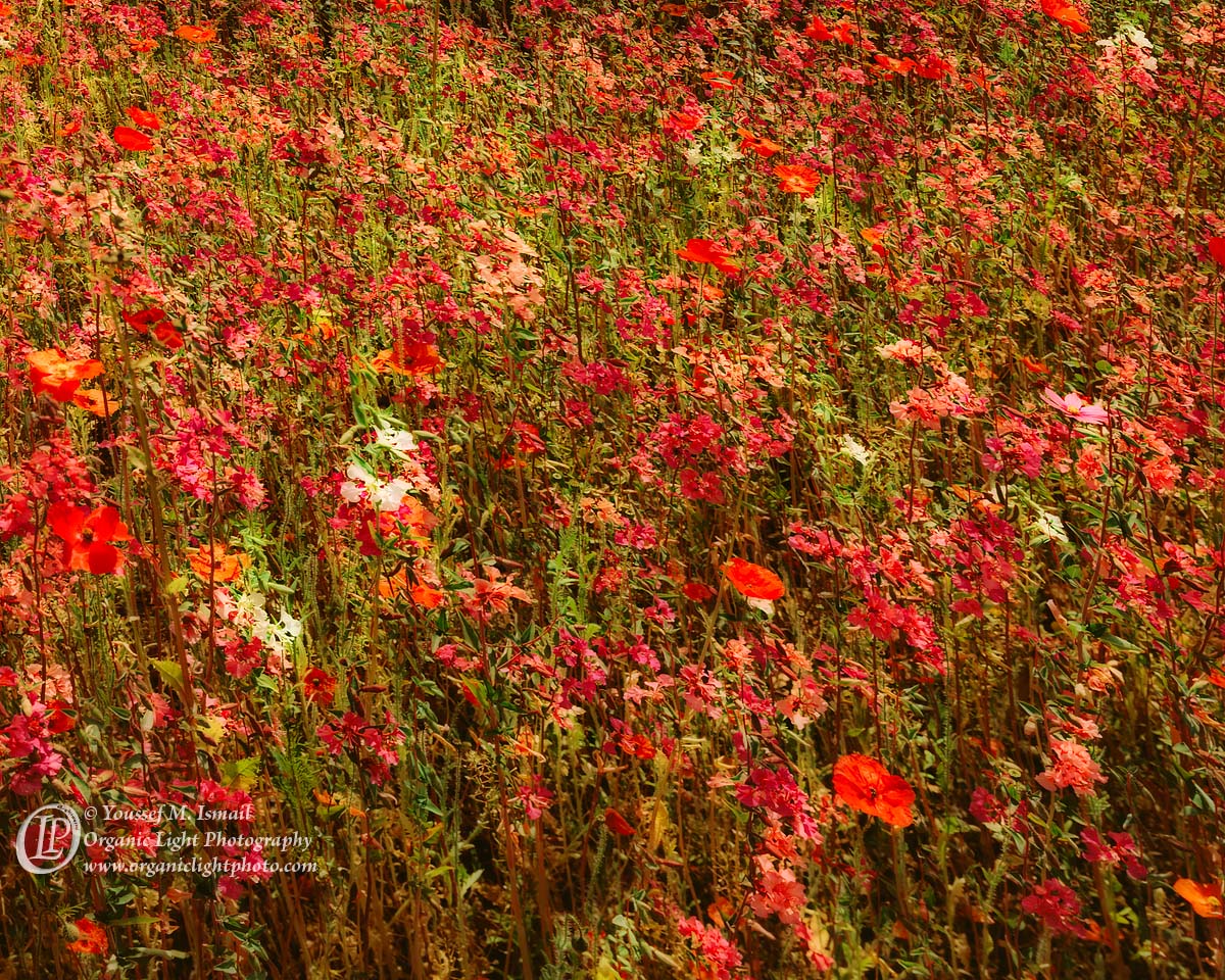 Impressions Of Spring