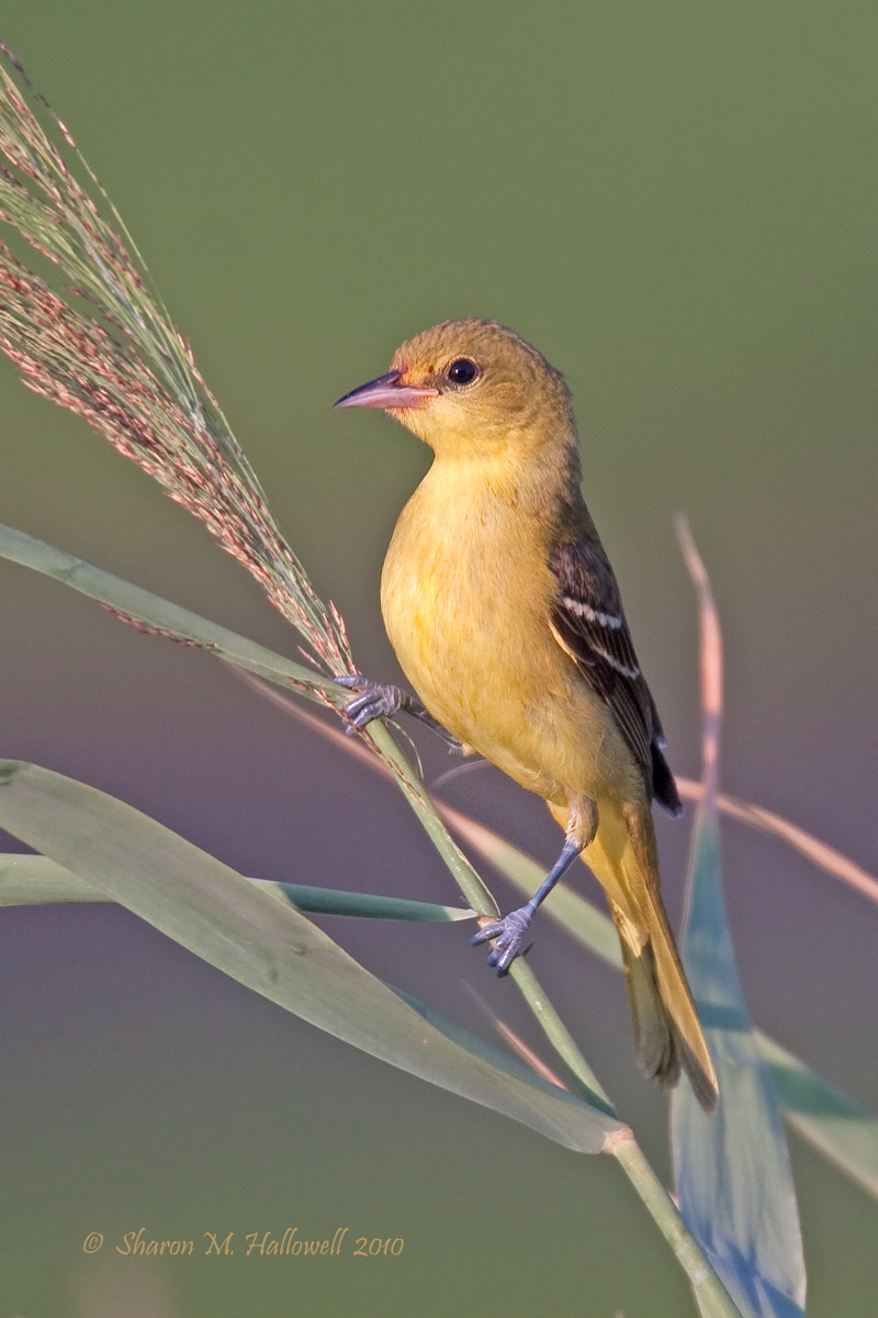 Orchard Oriole