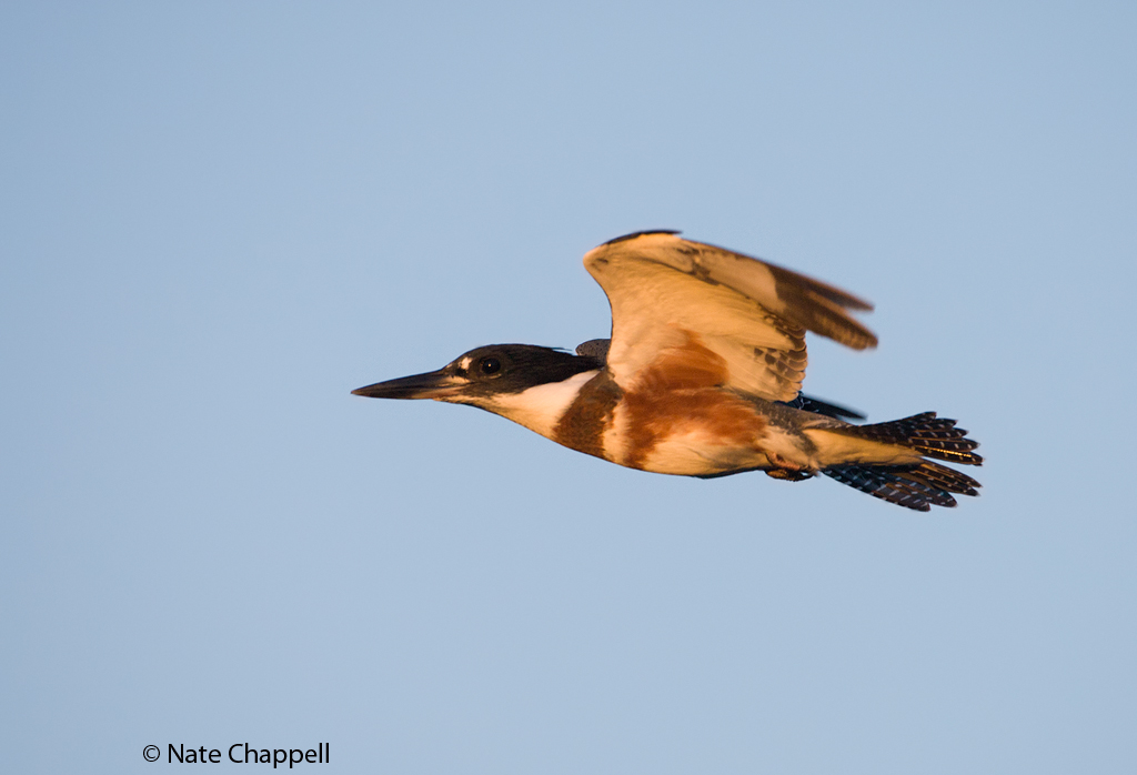 Sunset Kingfisher