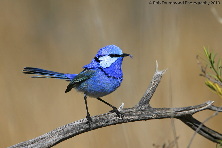 Splendid Fairy-wren