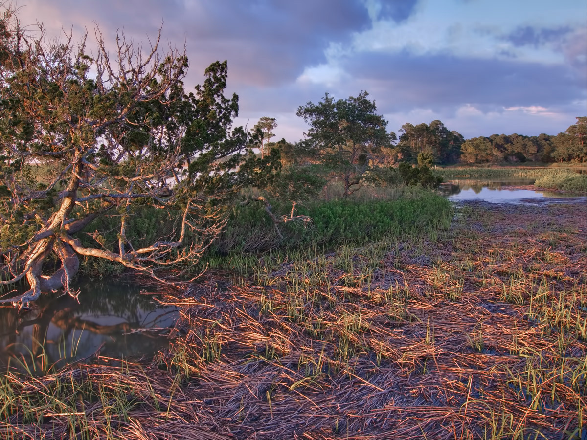 Old Craggy Tree in Marsh