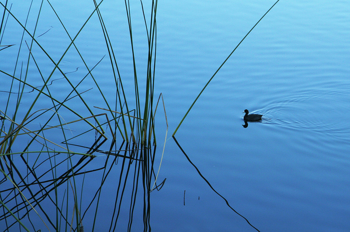 Ducky