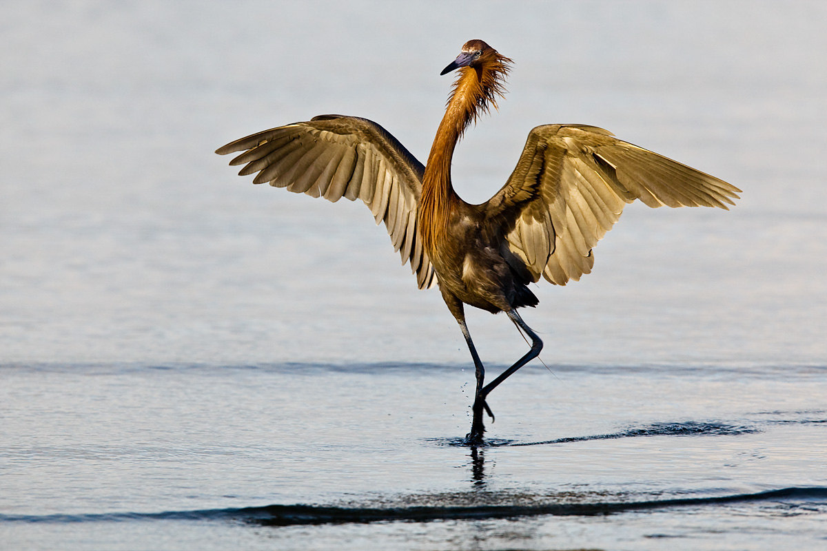 Reddish Egret