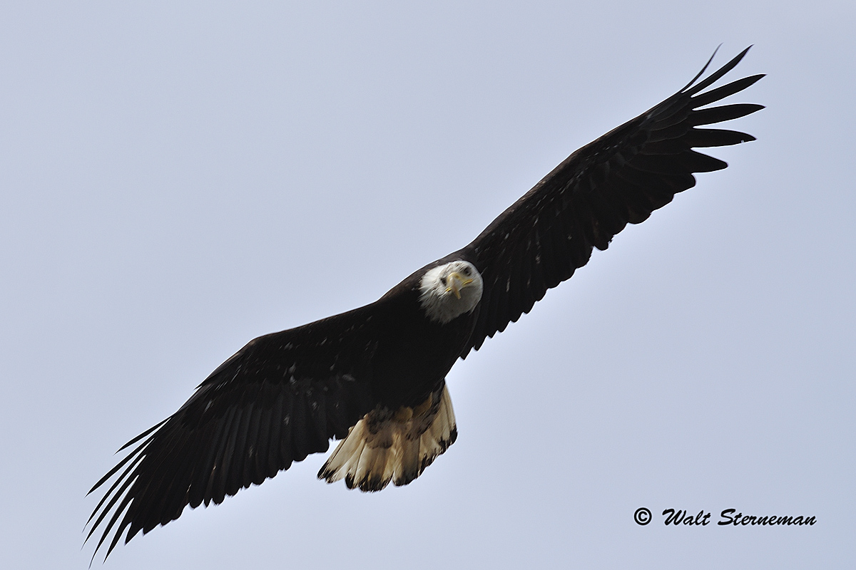 Eagle III