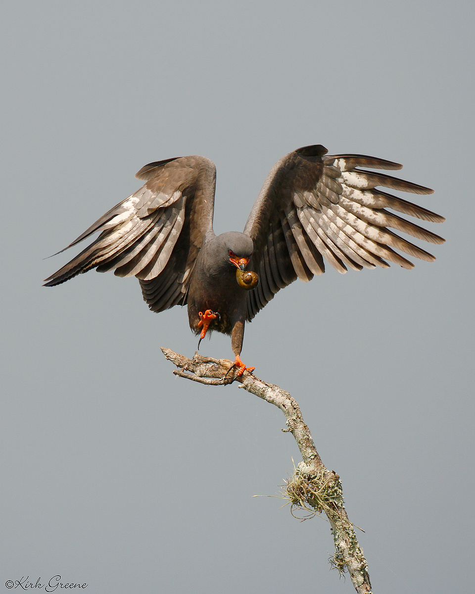 Snail Kite with Prey