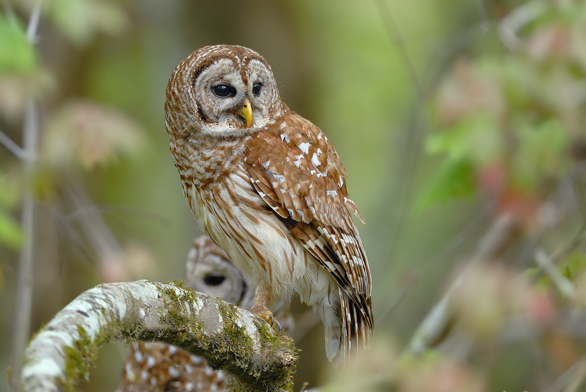 Barred Owl