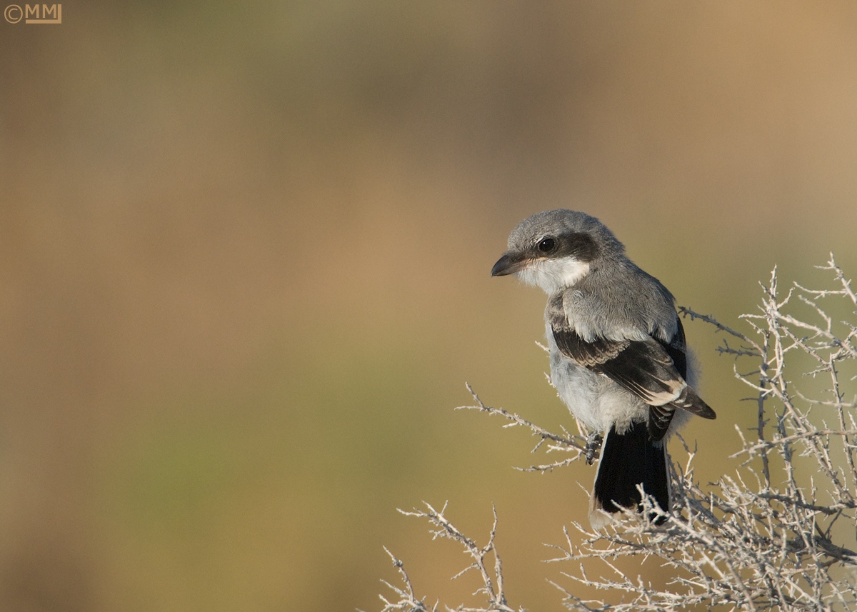 Loggerhead Shrike juvie