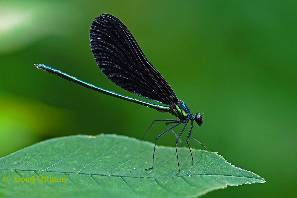 Ebony Jewelwing