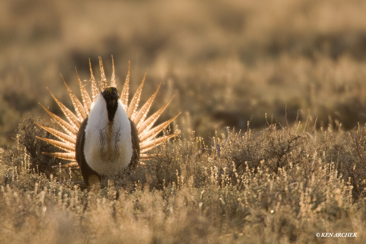 Sage Grouse at Sunrise