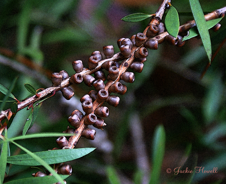 Tiny Beauty