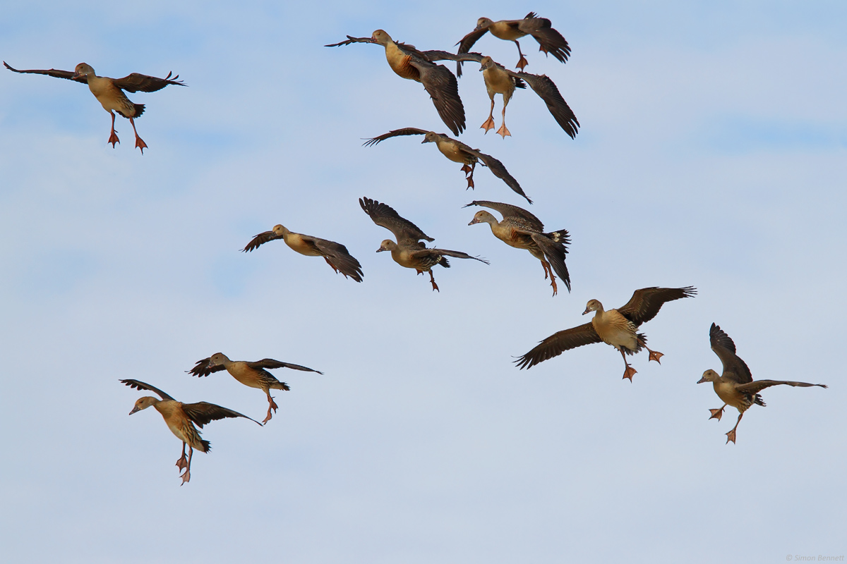 Plumed Whistling-Ducks